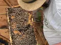 Roberto & The Honey Bees Company in Absam